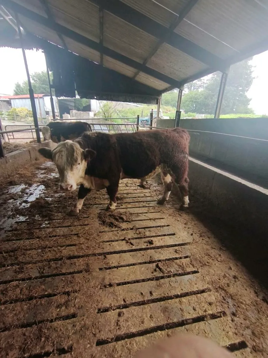 Hereford bulls - Image 1