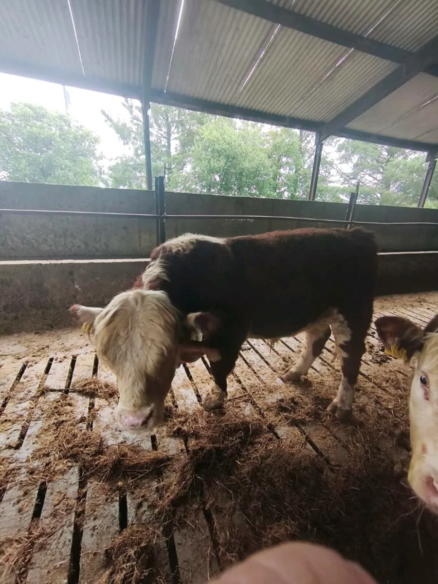 Hereford bulls - Image 2