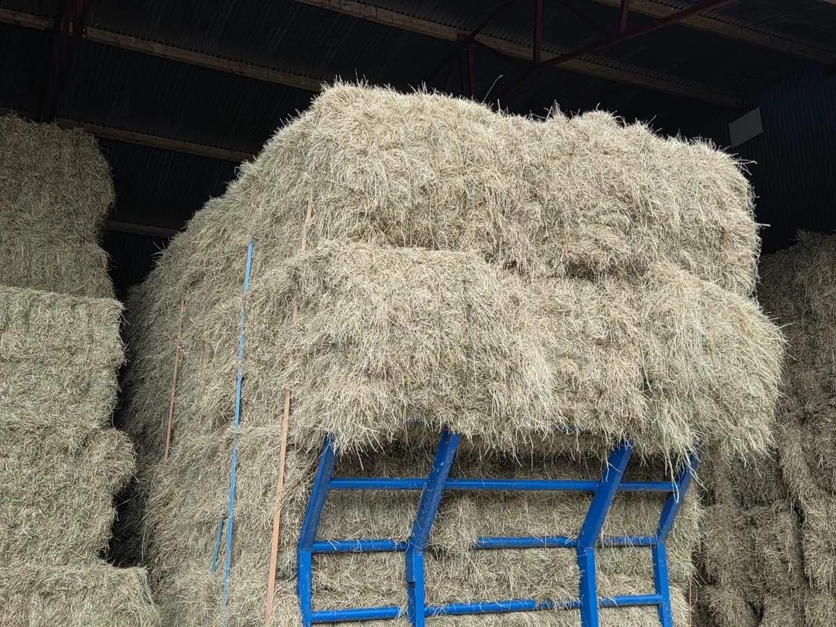 Square bales of hay - Image 3