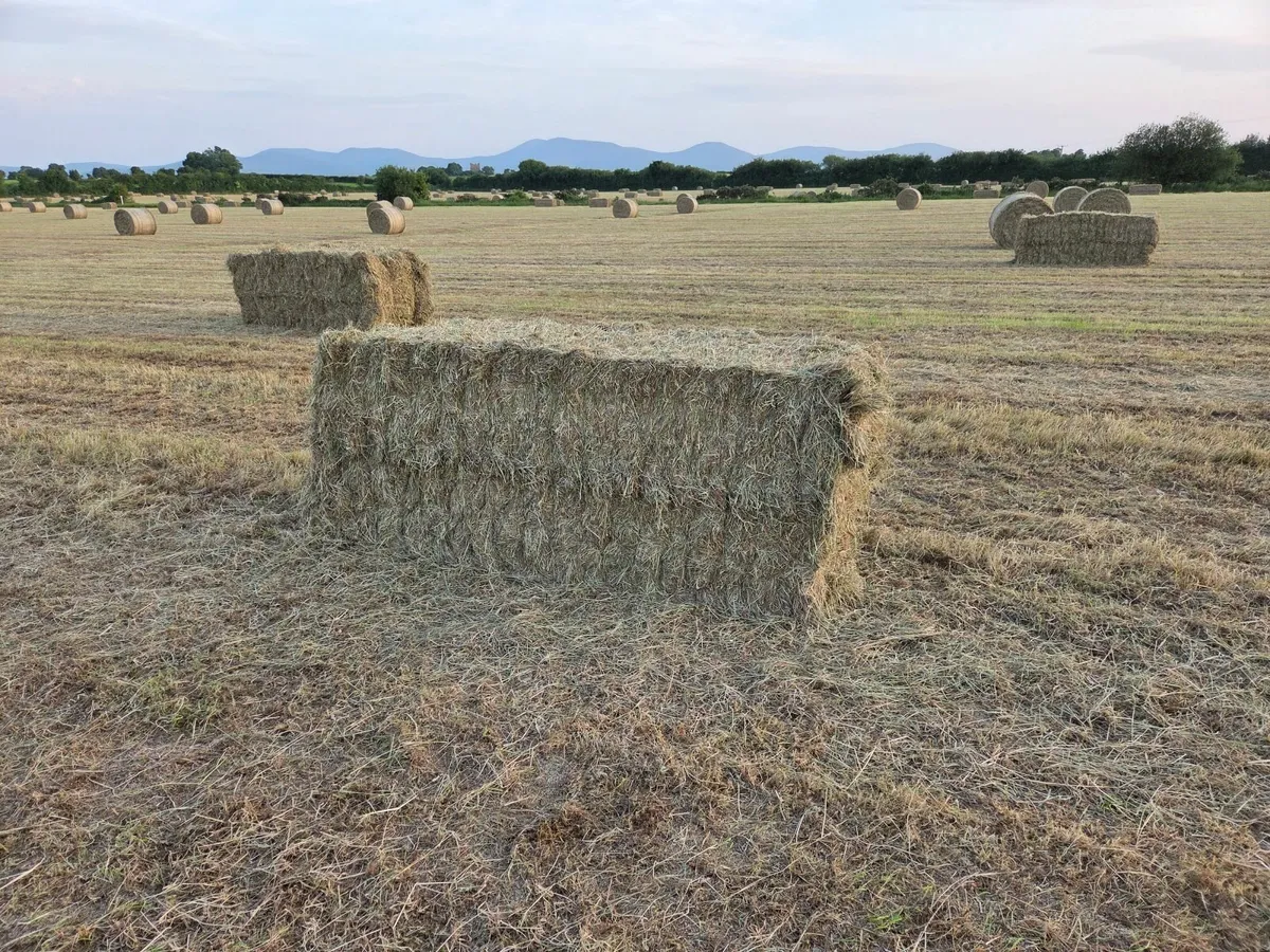 Square bales of hay - Image 4