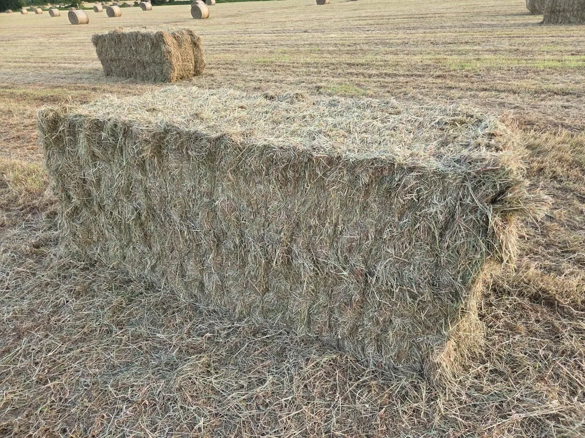Square bales of hay - Image 1