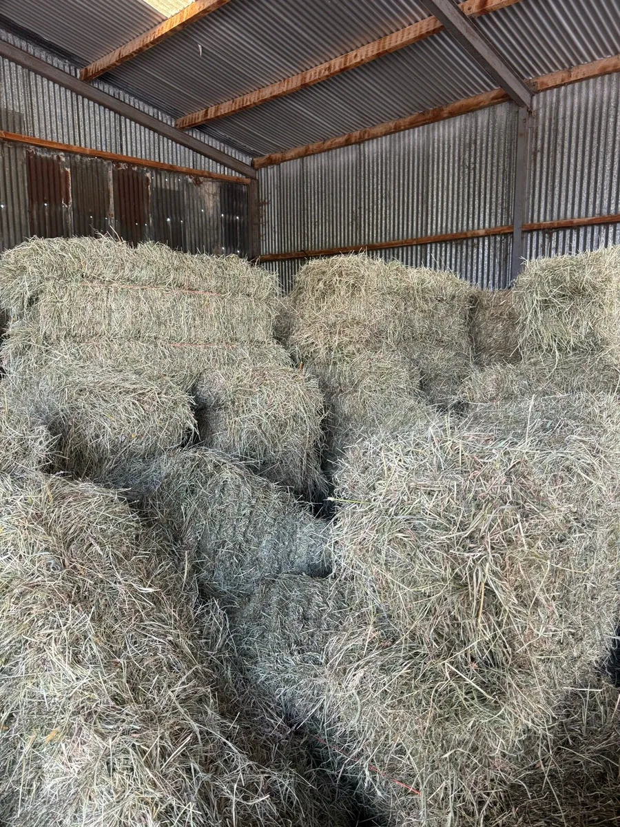 Organic square hay bales - Image 1