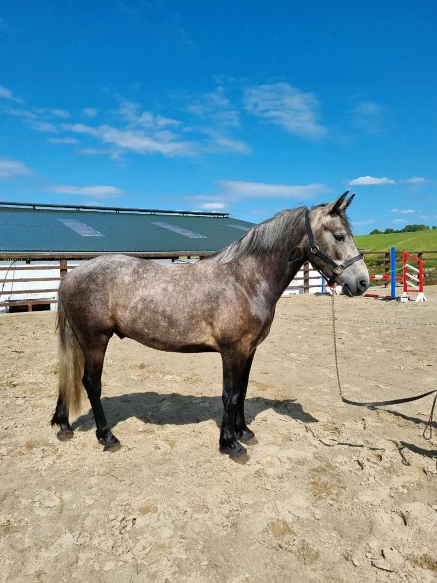 Connemara Geldings - Image 1