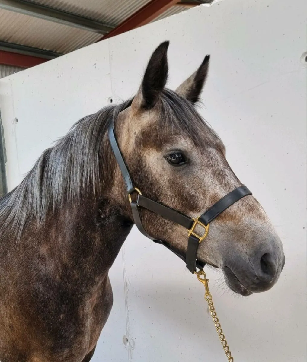 Connemara Geldings - Image 2