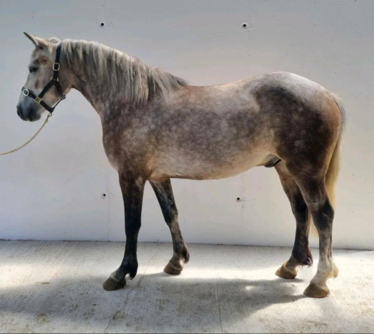 Connemara Geldings - Image 3