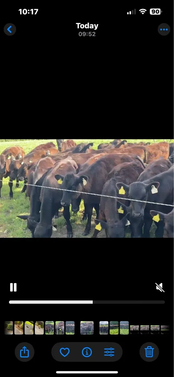 Angus Bulls - Image 2
