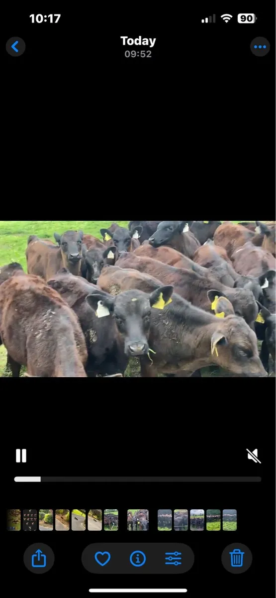 Angus Bulls - Image 3