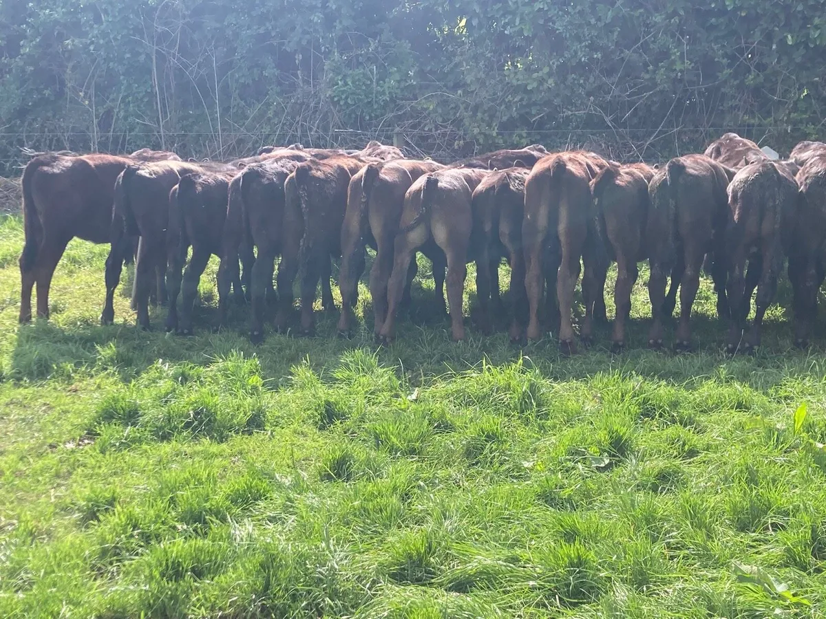 Angus Bulls - Image 4