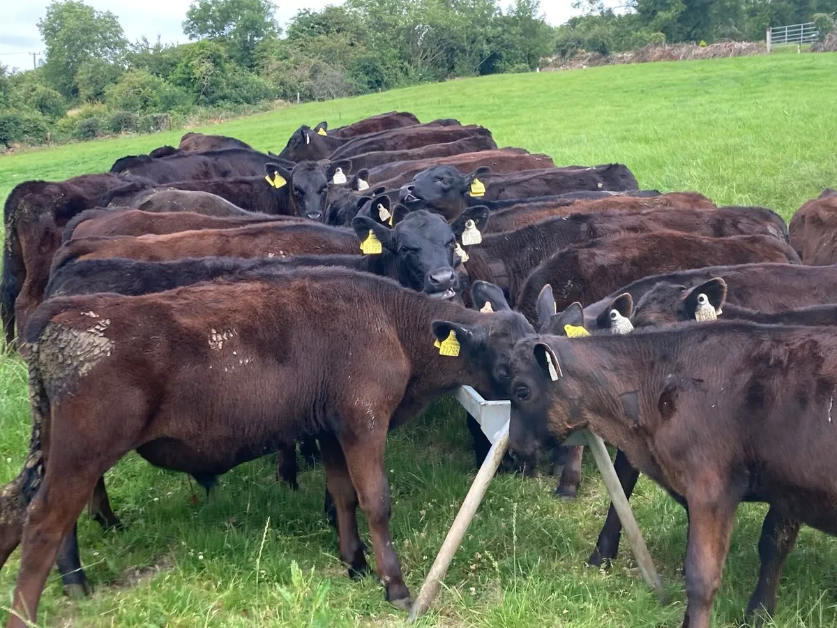 Angus Bulls - Image 1