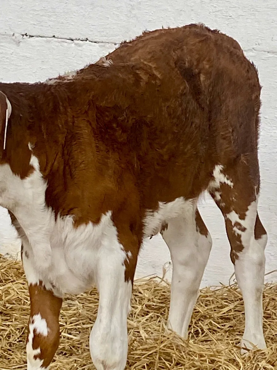 A SERIOUS RED ROAN HEREFORD HEIFER CALF - Image 1
