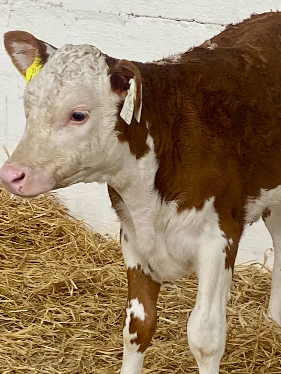 A SERIOUS RED ROAN HEREFORD HEIFER CALF - Image 2