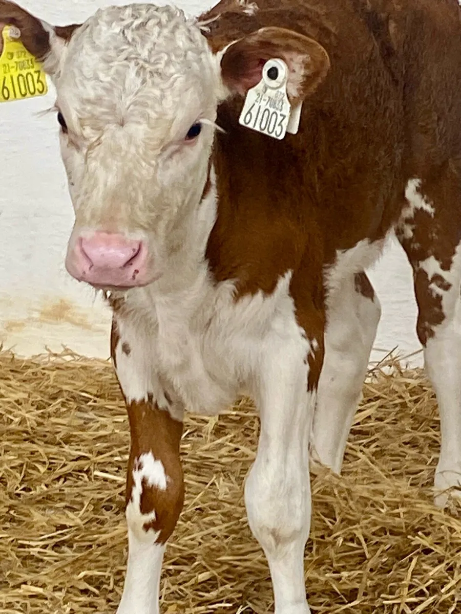 A SERIOUS RED ROAN HEREFORD HEIFER CALF - Image 3
