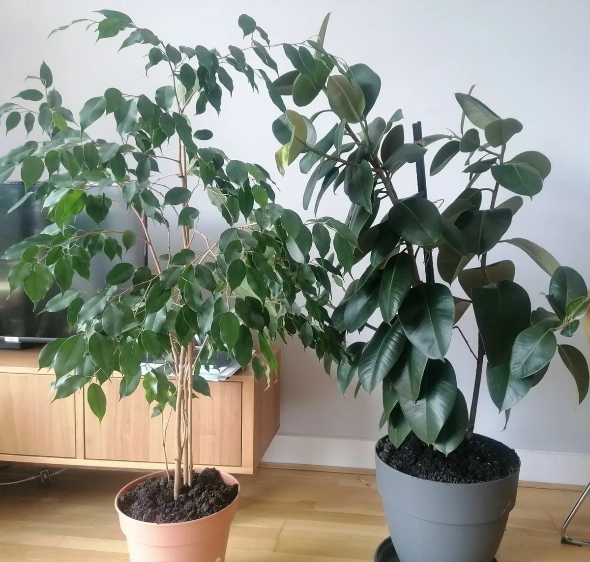 2 beautiful plants over a meter tall for 50 euro