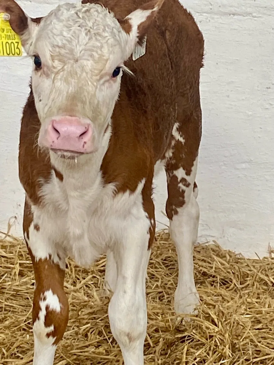 A SERIOUS RED ROAN HEREFORD HEIFER CALF - Image 4