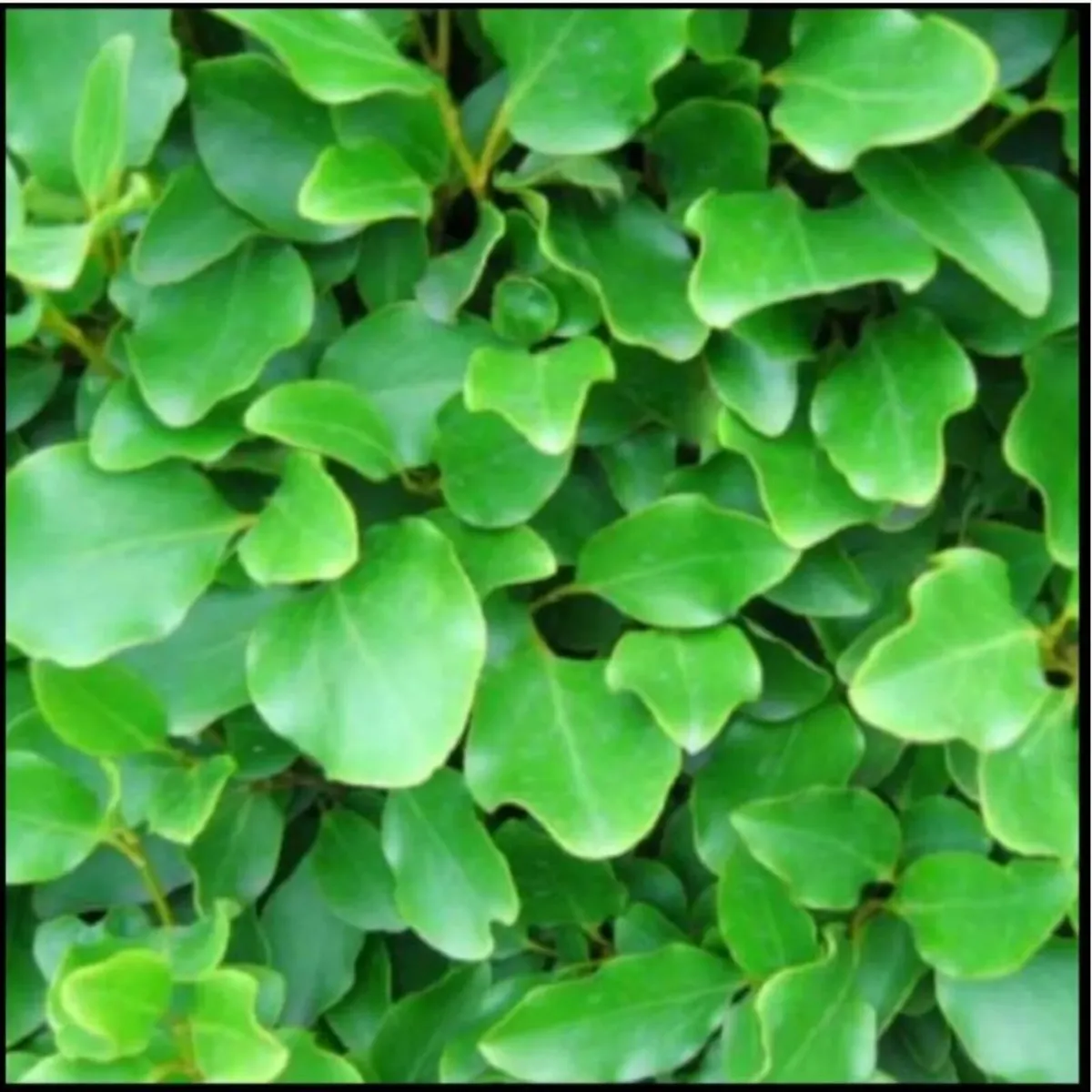 Griselinia Hedging Plants Bareroot