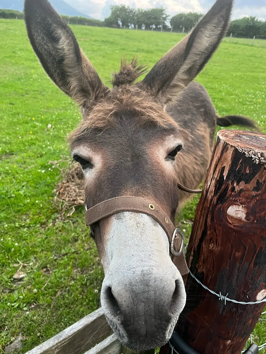 Donkey and Jack - Image 1