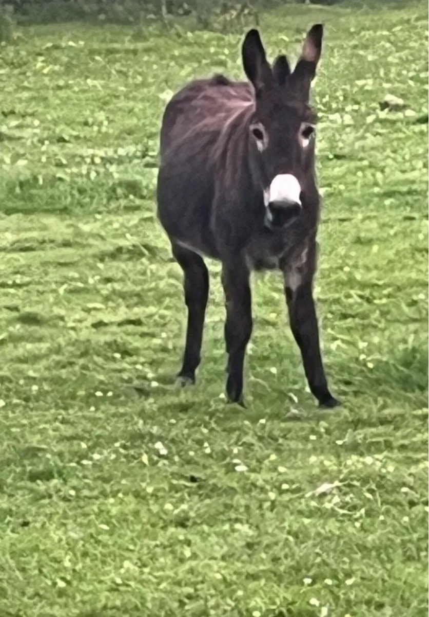 Donkey and Jack - Image 4