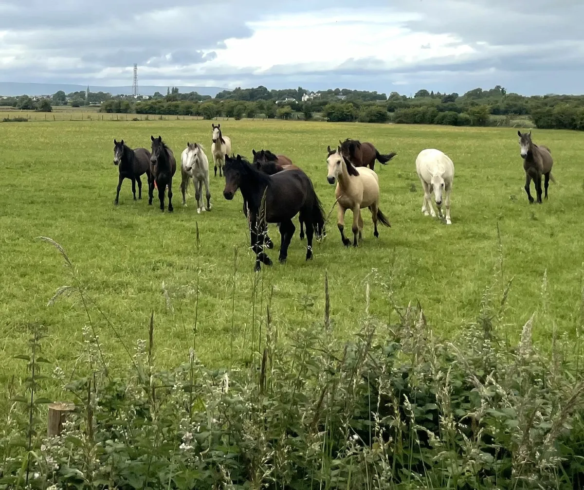 Connemara 3 yr old ponies for sale - Image 1