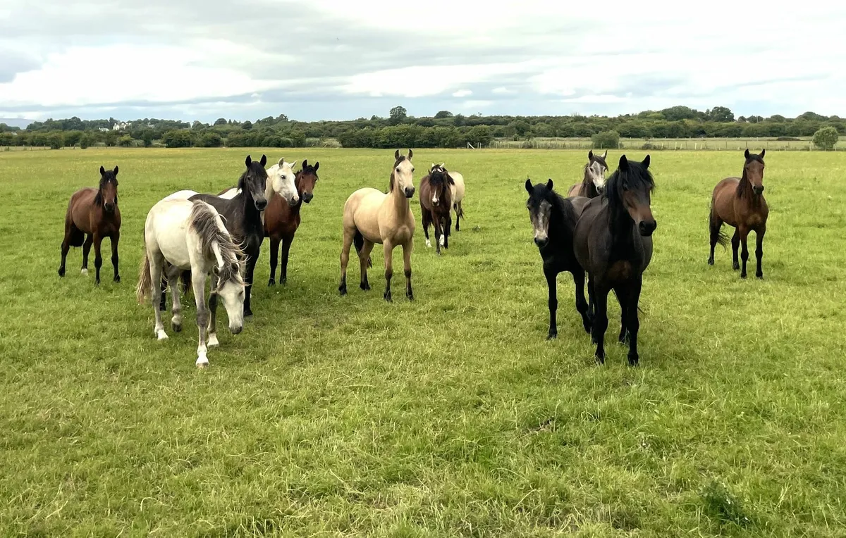 Connemara 3 yr old ponies for sale - Image 2