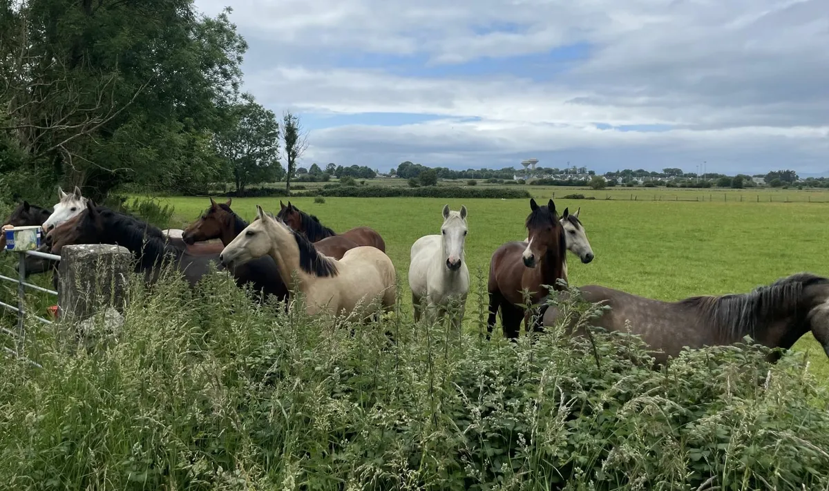 Connemara 3 yr old ponies for sale - Image 3