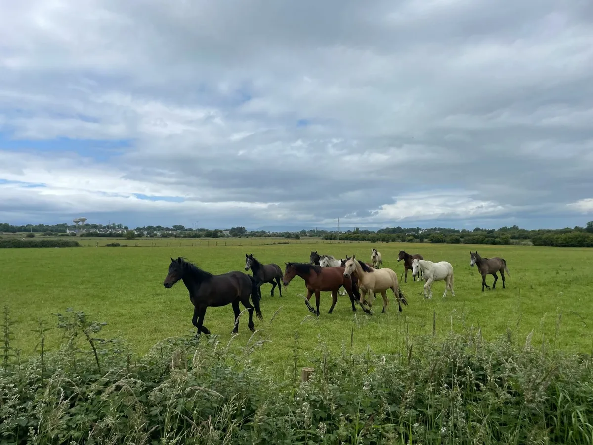 Connemara 3 yr old ponies for sale - Image 4