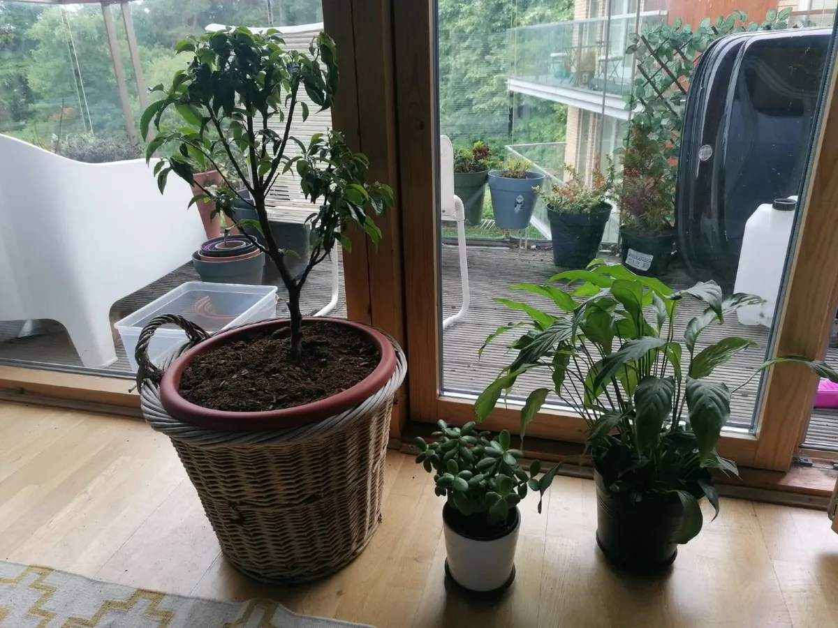 3 beautiful plants for 30 euro - Image 1
