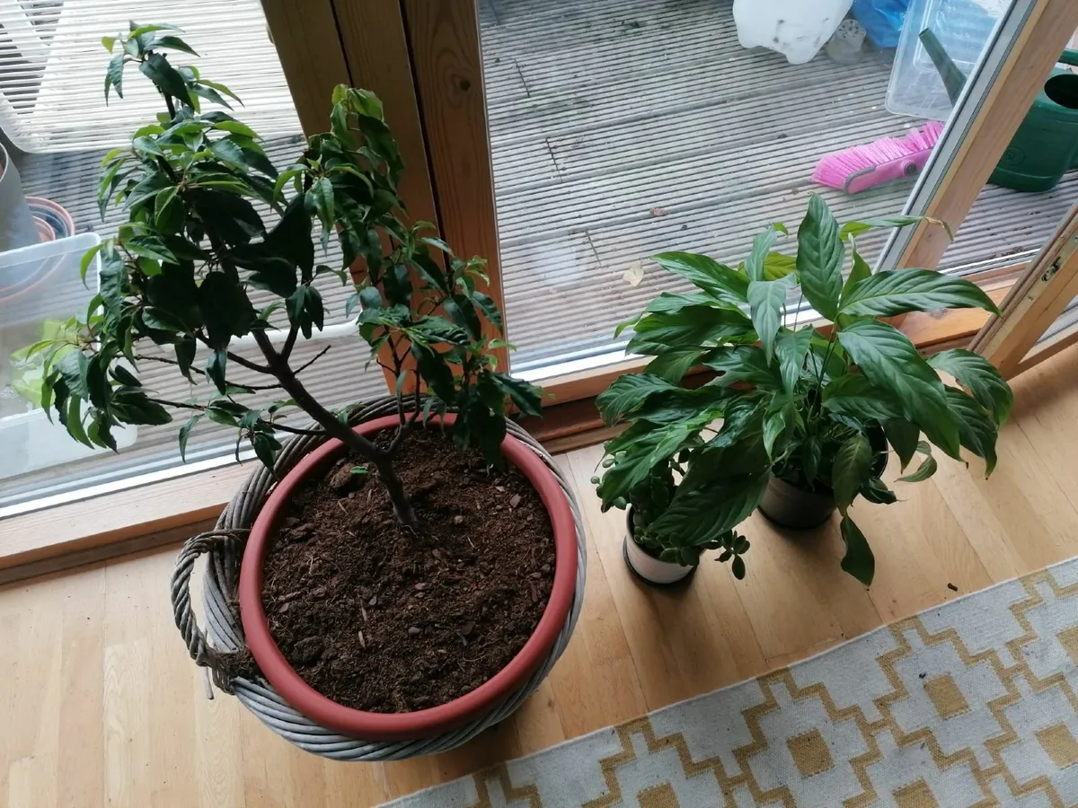 3 beautiful plants for 30 euro - Image 2