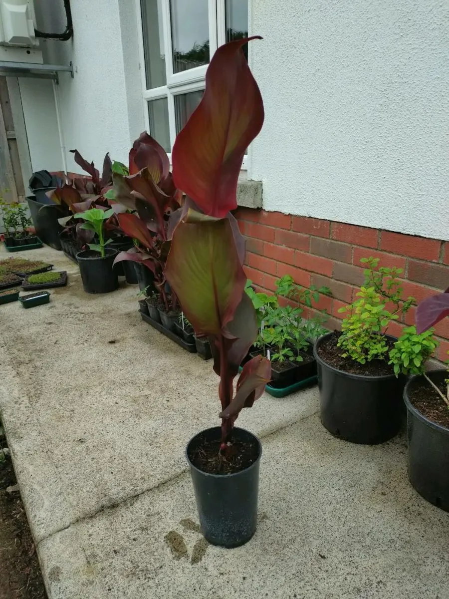 Canna Lilly 4 Litre - Image 1
