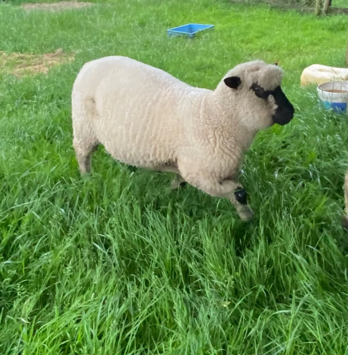 Shropshire Ram Lamb - Image 1