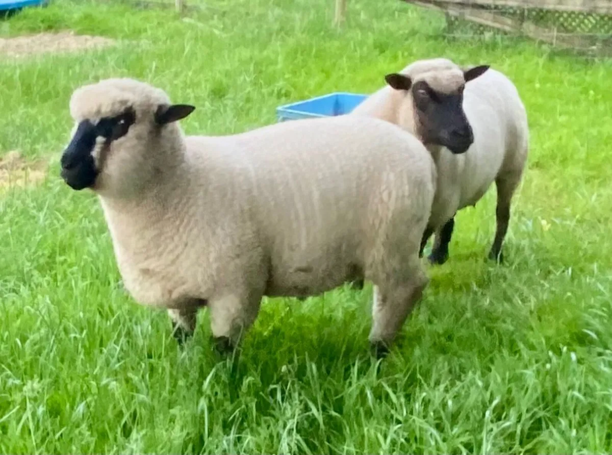 Shropshire Ram Lamb - Image 2
