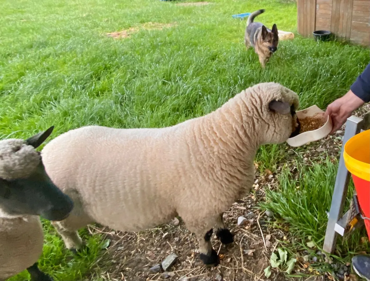 Shropshire Ram Lamb - Image 3