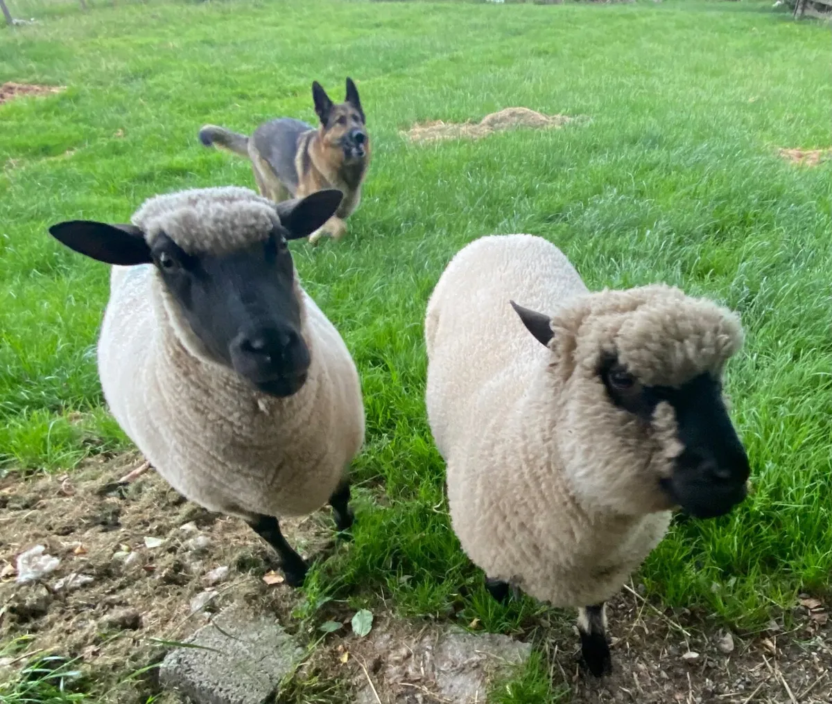 Shropshire Ram Lamb - Image 4