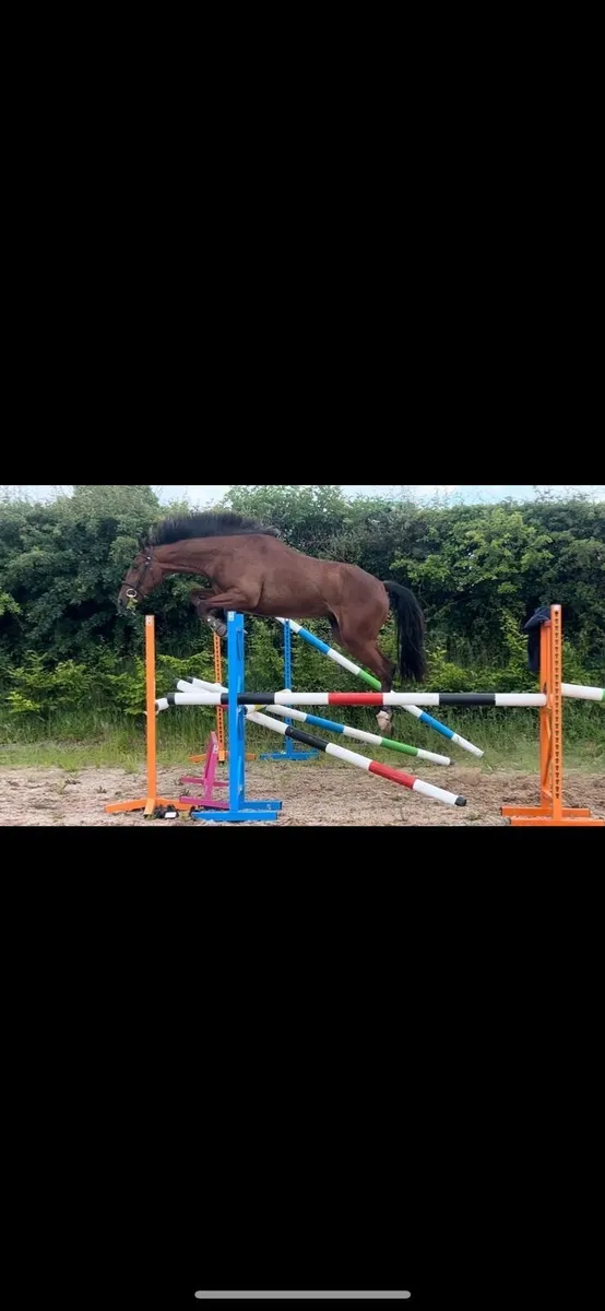Horse - Potential all round / Event type - Image 2