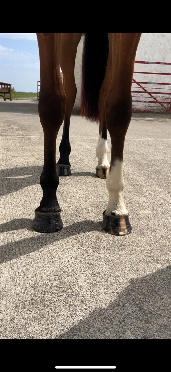 Horse - Potential all round / Event type - Image 3