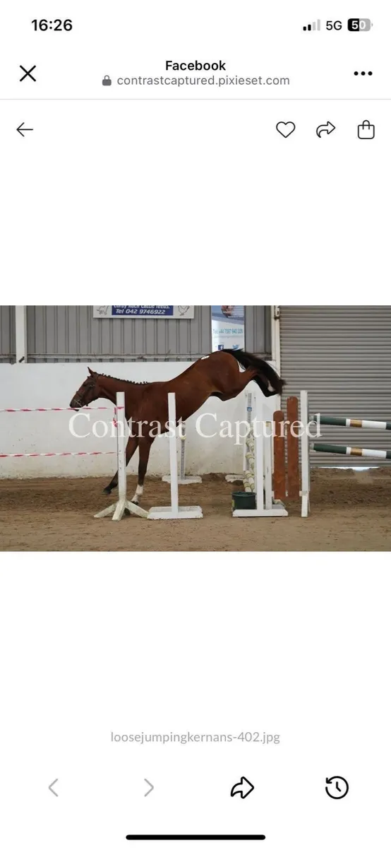Horse - Potential all round / Event type - Image 4