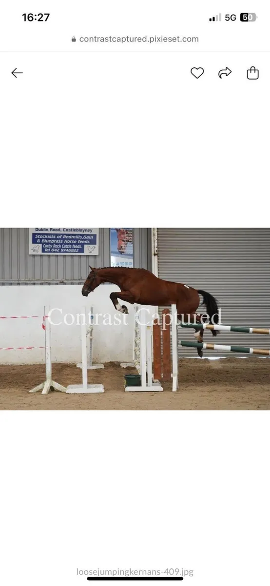 Horse - Potential all round / Event type - Image 1