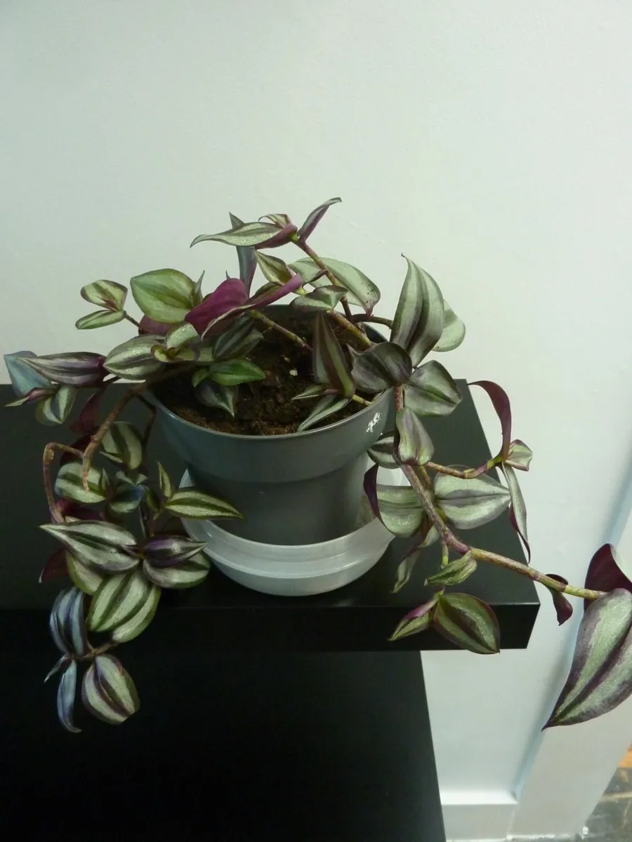 House plant
