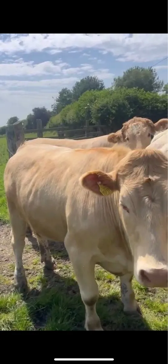 Kilcullen mart Wednesday sale tomorrow - Image 3