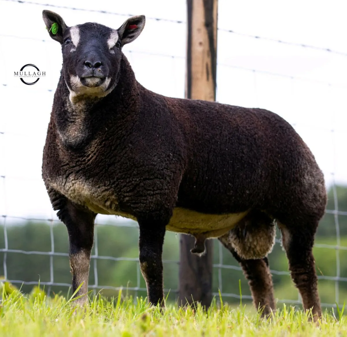 McDermotts Flock Designer Genes Sale - Image 2