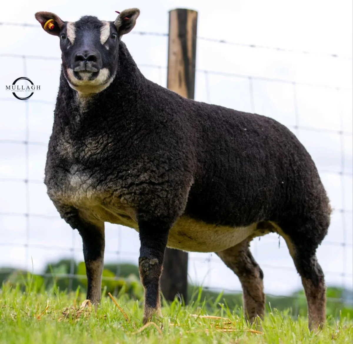 McDermotts Flock Designer Genes Sale - Image 3