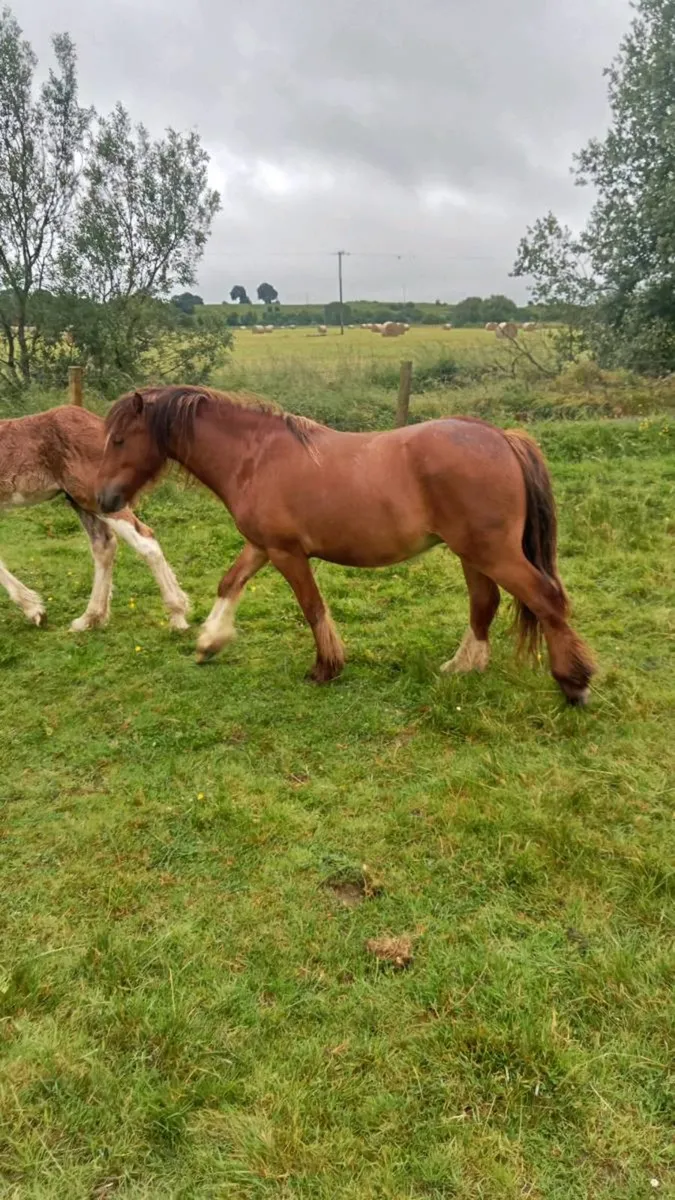 Draught mare and some young stock - Image 4