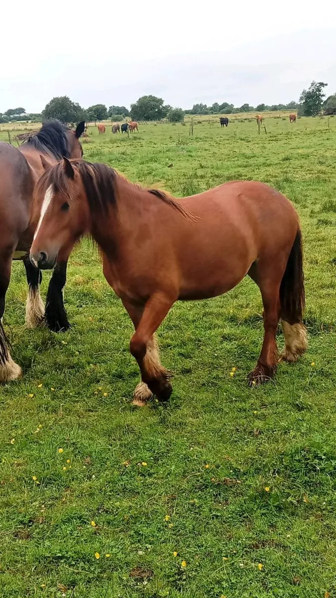 Draught mare and  young stock and heavy colt foal - Image 2