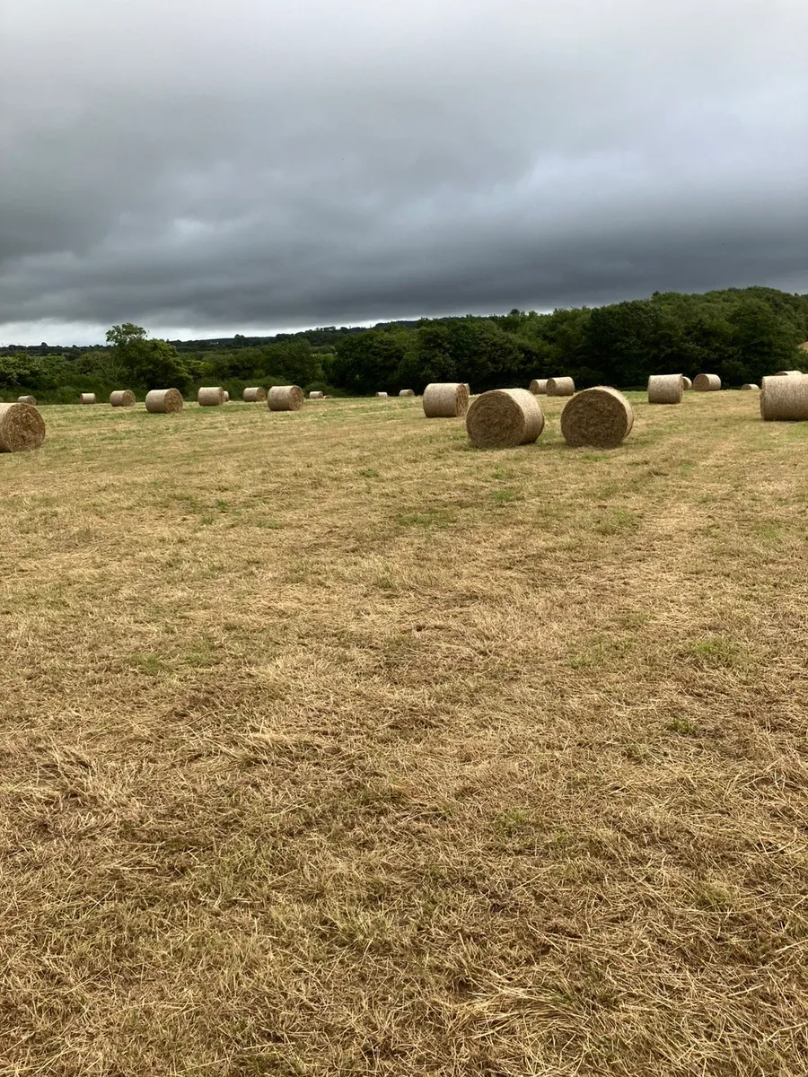Top Quality Hay for sale - Image 2