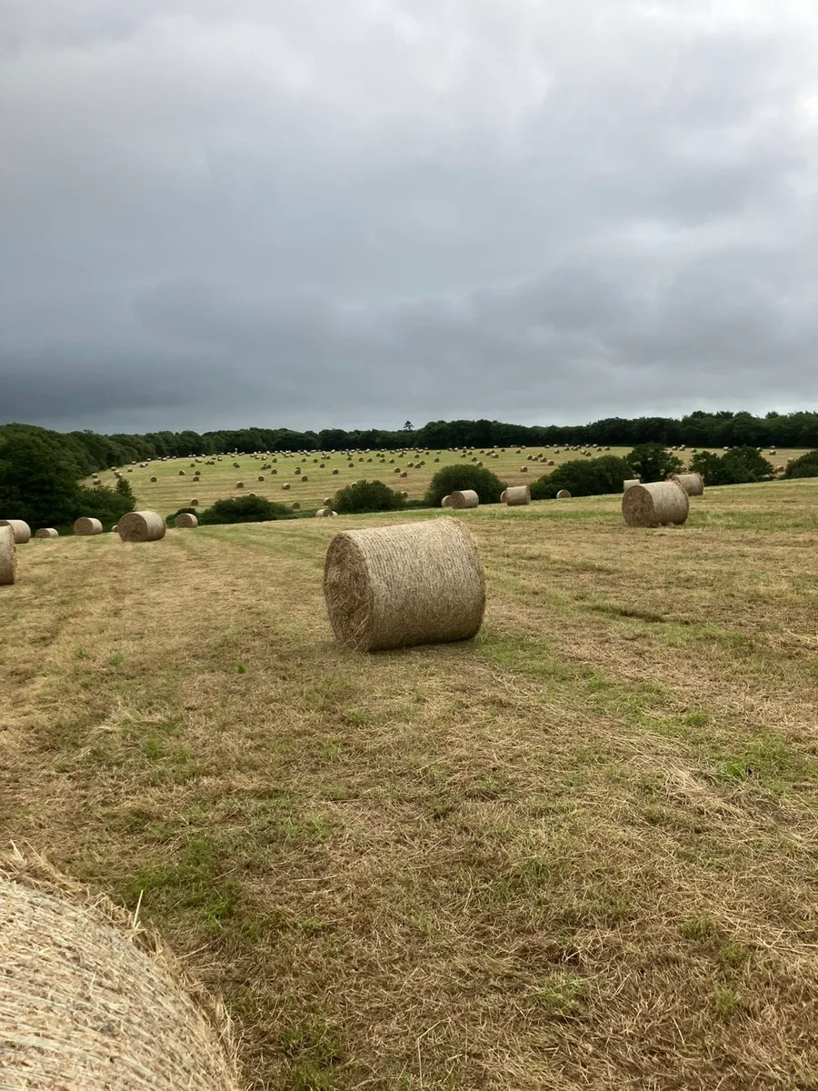 Top Quality Hay for sale - Image 3