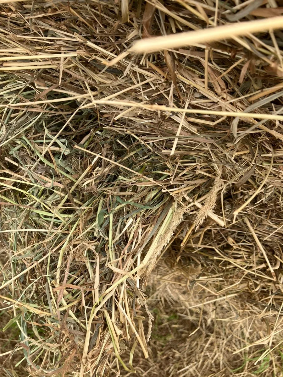 Top Quality Hay for sale - Image 4