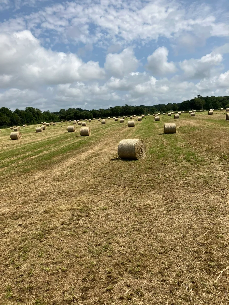 Top Quality Hay for sale - Image 1