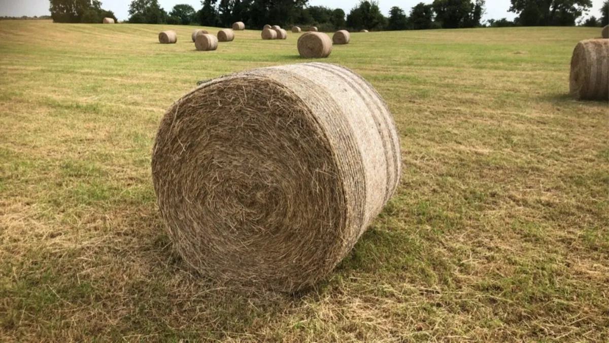 Top Quality Green June Hay - Image 3