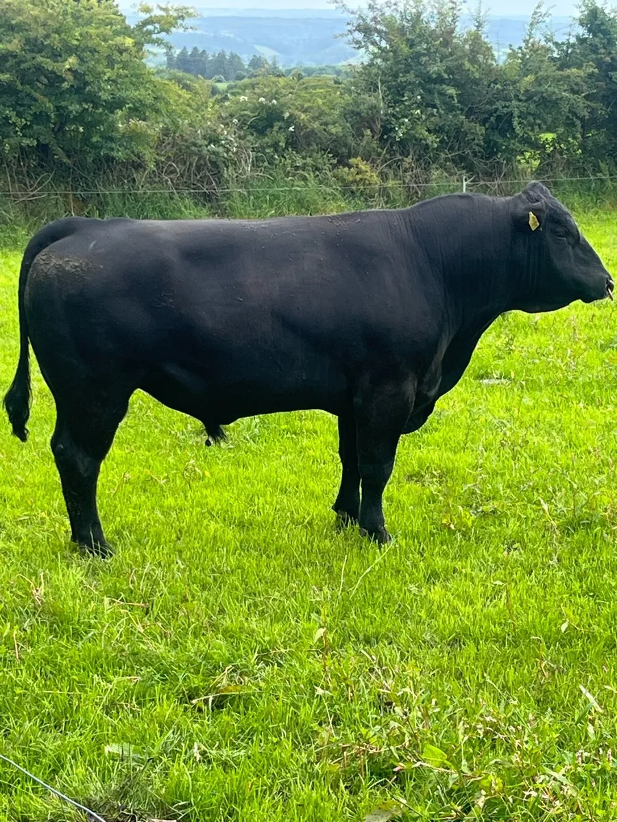 Angus Bull - Image 1