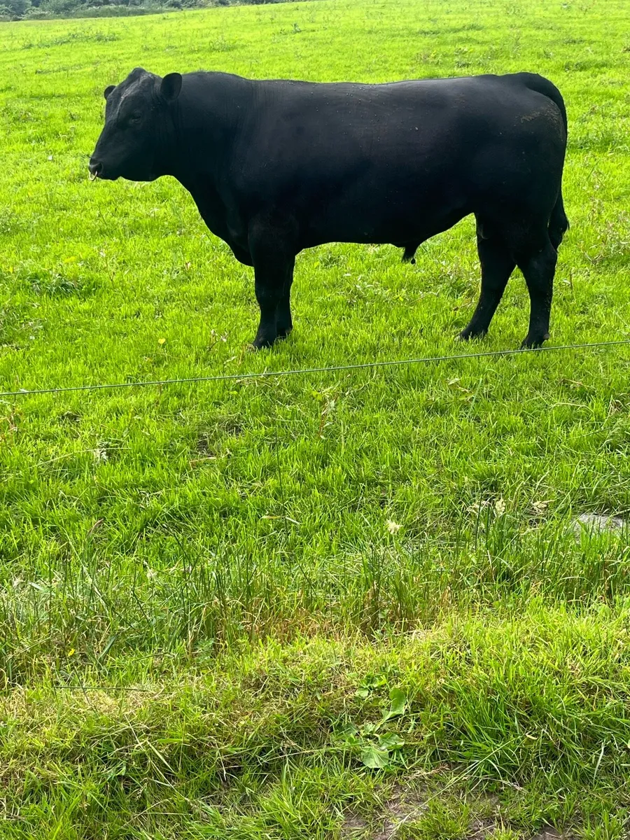 Angus Bull - Image 2