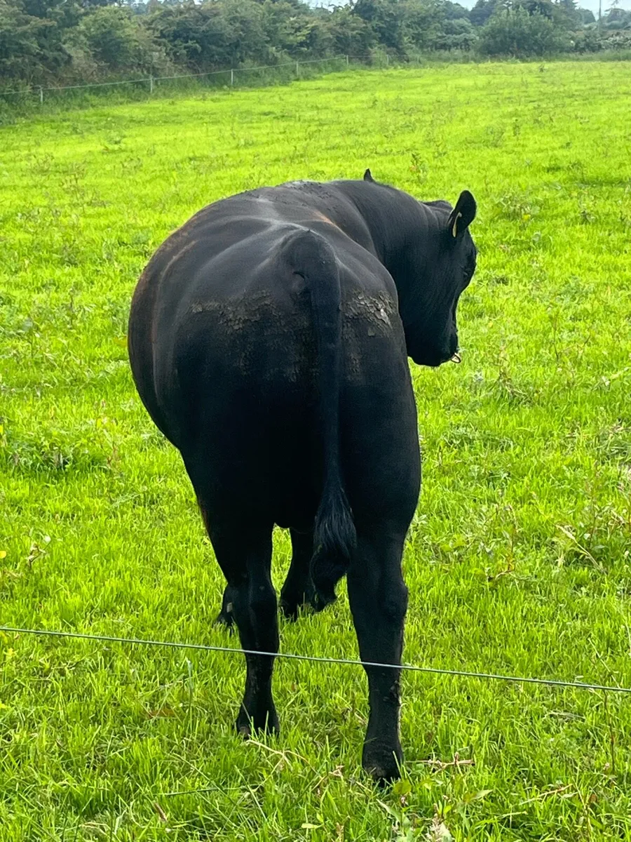 Angus Bull - Image 3